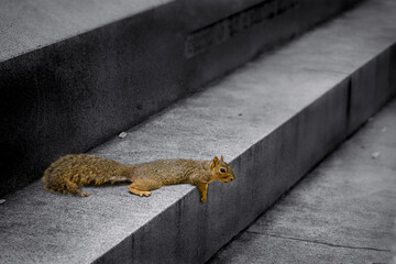 squirrel relaxing on stairs