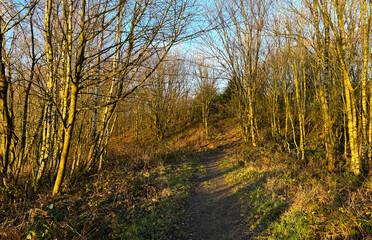 A narrow path winds through a quiet forest in early spring. The bare trees create intriguing patterns as golden sunlight filters through in Great Horton, Bradford, UK
