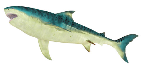 Illustration of a prehistoric tiger shark in profile.