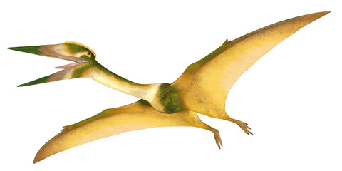 Realistic illustration of a flying pterosaur. © Ilie