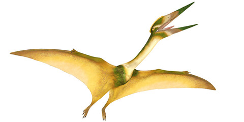 Illustration of a flying Pteranodon dinosaur. © Ilie