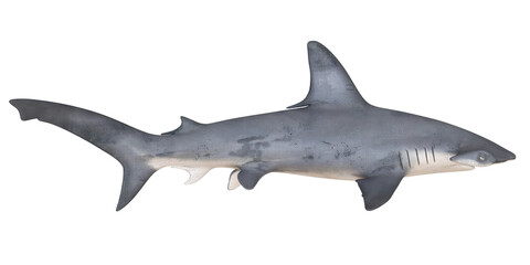Fototapeta premium Realistic model of a grey shark with detailed features.