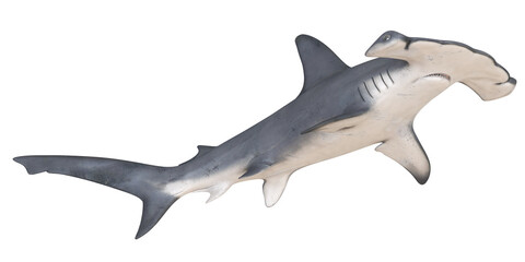 Fototapeta premium Close-up of a hammerhead shark on white background.