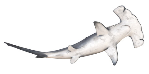 Obraz premium Hammerhead shark swimming gracefully in the ocean.