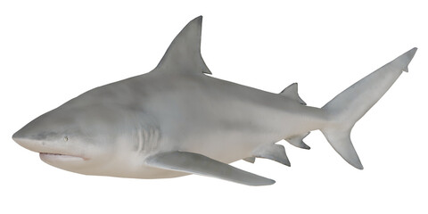 Obraz premium Realistic rendering of a bull shark