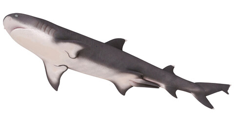 Obraz premium Realistic 3D rendering of a tiger shark in motion