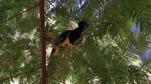  Urraca ave Chaco &aacute;rbol Argentina