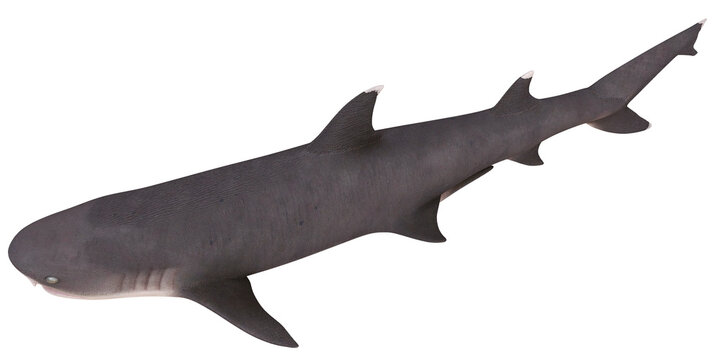 3D rendering of a realistic shark model