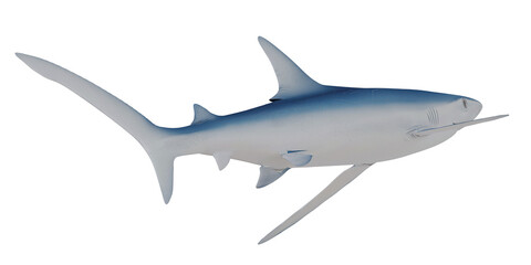 Fototapeta premium Graceful Thresher Shark in a Profile View