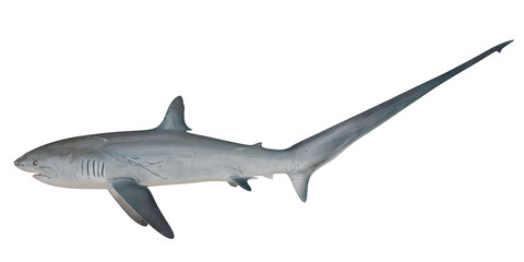 Obraz premium Graceful Thresher Shark with Long Tail