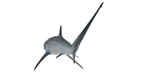 Silhouette of a shark swimming gracefully. © Ilie