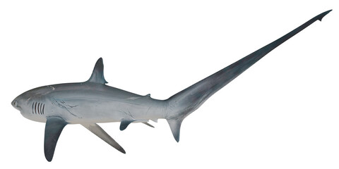 Fototapeta premium Thresher shark swimming gracefully.