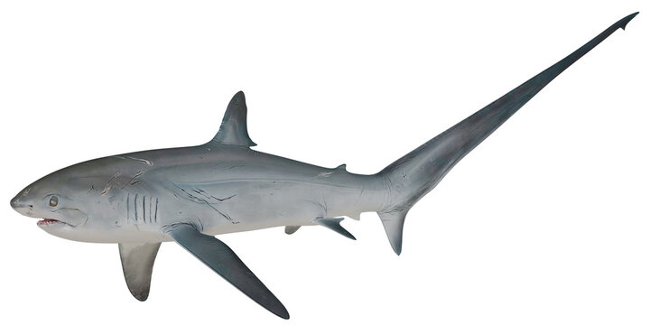 Thresher shark with distinctive elongated tail.