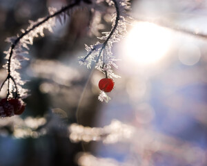 Beere des amerikanischen Schneeballs (Viburnum trilobum) mit Frost besetzt, in der Wintersonne