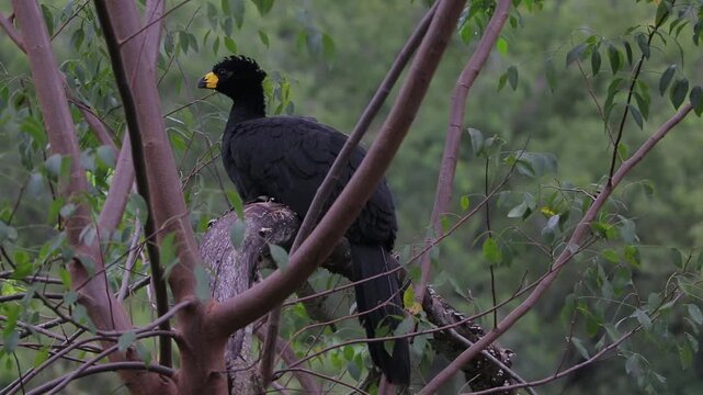 Moitu macho ave canto extincion Chaco Argentina