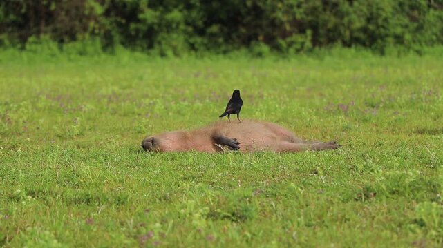 Carpincho Capybara comiendo ave Iber&aacute; Corrientes Argentina