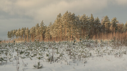 Winter forest landscape in Podlasie, Poland
In the foreground are young, snow-covered pine trees and shrubs. In the background is a dense forest, the tree trunks illuminated by warm sunlight, contrast