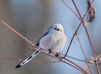 Long-tailed tit in winter on a tree branch.