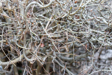 Tangled thorny branches forming a dense winter bush texture