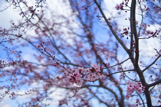 A specimen of Prunus cerasifera, red plum.