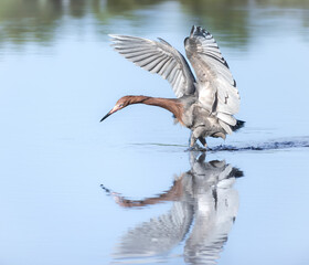 A Reddish Egret attacks some fish for dinner at the Merritt Island National Wildlife Refuge in Florida.