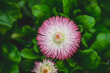 Common daisy Bellis perennis blooming in green foliage. © Trygve