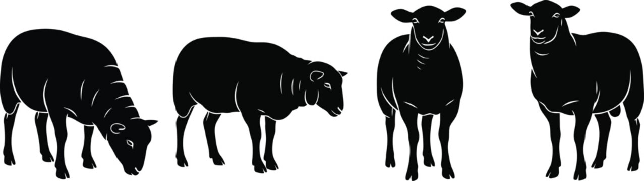 Four black sheep silhouettes in different poses on white background for design use