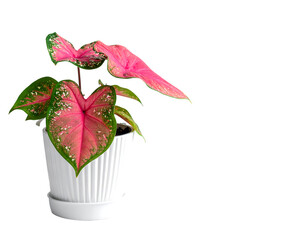 Pink and green Caladium plant in a white ridged pot with saucer
