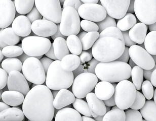 White smooth stones fill the frame, save for a tiny green plant in the center