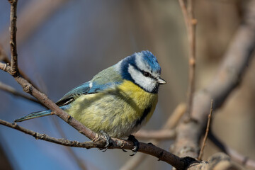 Fototapeta premium Blue tit (Cyanistes caeruleus) perched on a branch against a dark background