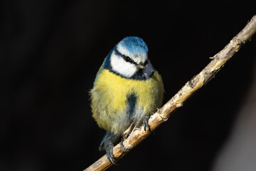 Fototapeta premium Blue tit (Cyanistes caeruleus) perched on a branch against a dark background