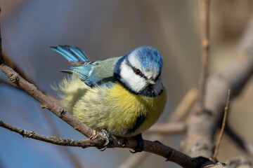Fototapeta premium Blue tit (Cyanistes caeruleus) perched on a branch against a dark background