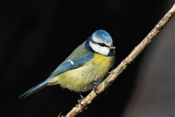 Fototapeta premium Blue tit (Cyanistes caeruleus) perched on a branch against a dark background