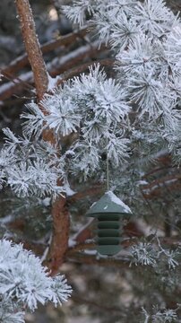 Winter bird feeding in frosted pines with contemporary feeder. Winter wildlife care concept. Snowy pine forest covered with hoarfrost