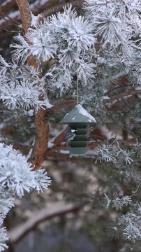 Winter bird feeding in frosted pines with contemporary feeder. Winter wildlife care concept. Snowy pine forest covered with hoarfrost