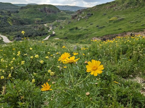 Wadi Zahar is a wadi located in Irbid region, Jordan. Walking the Jordan trail from Umm Qais,mountain panorama landscape view