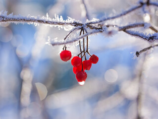Beere des amerikanischen Schneeballs (Viburnum trilobum) mit Frost besetzt, in der Wintersonne
