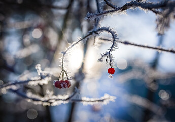 Beere des amerikanischen Schneeballs (Viburnum trilobum) mit Frost besetzt, in der Wintersonne