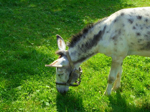 Side view of a domestic donkey with gray spots and a halter grazing on lush green grass. Sunlit pasture in a temperate meadow environment, typical of Central Europe, captured in daylight.