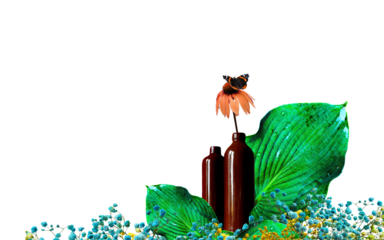 Modern floral arrangement with big wet tropical Hosta leaves, soaked flower bud, Monarch butterfly, clay brown bottles, gypsophila paniculata painted. Abstract sustainability, earthy. PNG