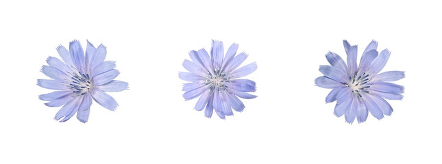 Three blue chicory flowers isolated on white background. Natural floral elements for collages, patterns, greeting cards, wreaths and creative design © Yuliia