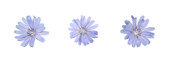 Three blue chicory flowers isolated on white background. Natural floral elements for collages, patterns, greeting cards, wreaths and creative design