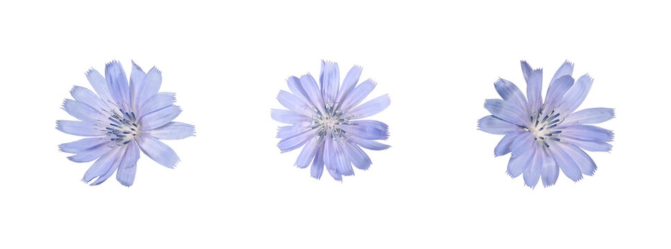 Three blue chicory flowers isolated on white background. Natural floral elements for collages, patterns, greeting cards, wreaths and creative design