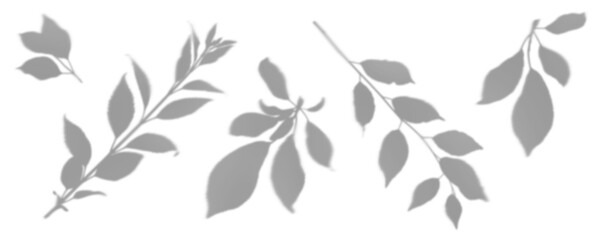 Set of soft plant shadow overlays isolated on white background. Botanical shadow elements for mockups, branding and for adding depth to photos, posters and creative layouts.
