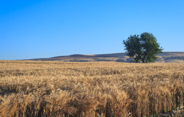 Obraz premium Hilly landscape with a lone tree in a wheat field in Apulia, southern Italy.