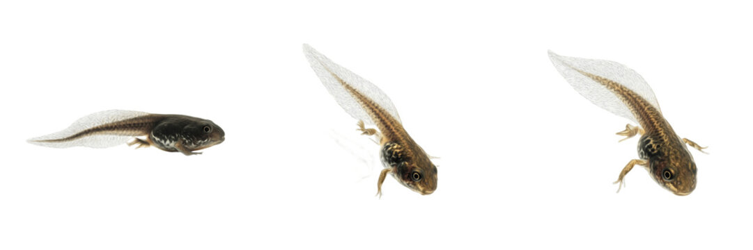 Common Toad Tadpole Bufo bufo isolated on white, frog larva development sequence, aquatic amphibian growth, three tadpoles swimming, nature wildlife biology