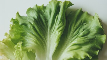Fresh Lettuce Leaf in Soft Focus with Bright Green Color on White Background for Healthy Eating