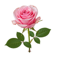 Naklejka premium Delicate pink rose with green leaves isolated on transparent background