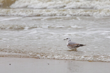 On the Dutch beach this juvenile black-tailed gull was present looking for food in the sand and in the sea, also known as the mew gull or the larus canus