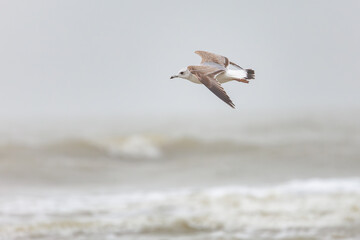 On the Dutch beach this juvenile black-tailed gull was present looking for food in the sand and in the sea, also known as the mew gull or the larus canus
